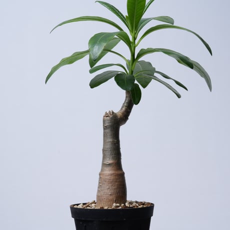 Pachypodium decaryi  【実生】〈幹幅3.8cm〉