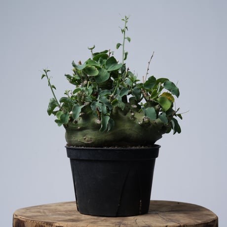 Adenia spinosa 〈幹幅15.4cm〉【発根済み】