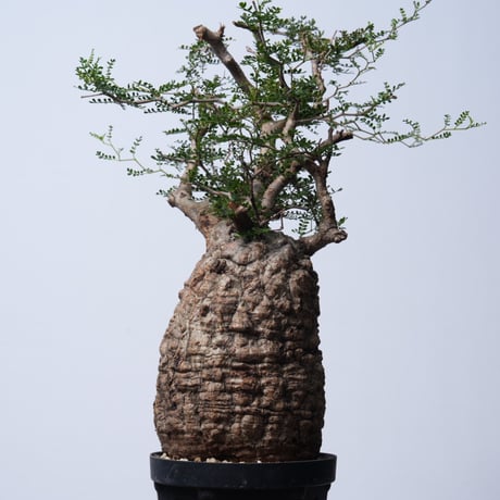 Operculicarya  pachypus 【発根済み】〈幹幅14.5cm〉