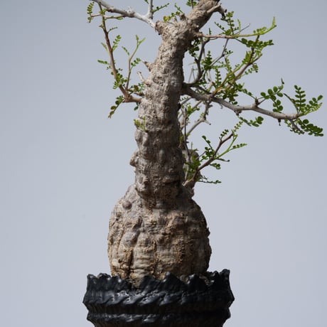 Operculicarya  pachypus 【発根済み】× 中川智治   〈幹幅8.2cm〉