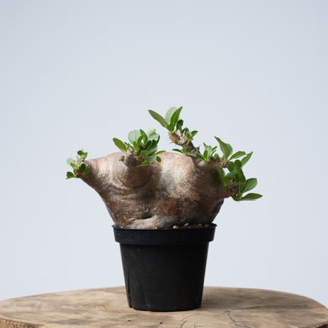 Pachypodium makayense【発根済み】〈幹幅12.9cm〉