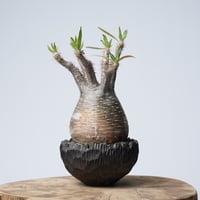 Pachypodium rosulatum var. gracilius × 中川智治   【発根済み】〈幹幅9.8cm〉