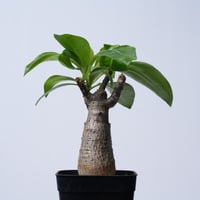 Pachypodium decaryi  【実生】〈幹幅4.9cm〉