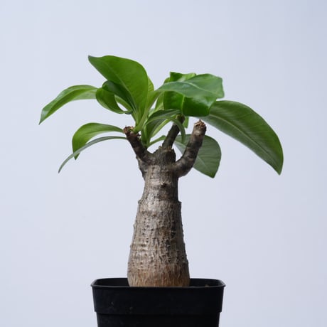 Pachypodium decaryi  【実生】〈幹幅4.9cm〉