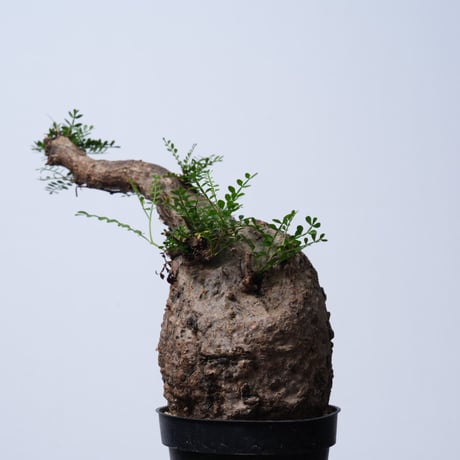 Operculicarya  pachypus 【発根済み】〈幹幅11.5cm〉