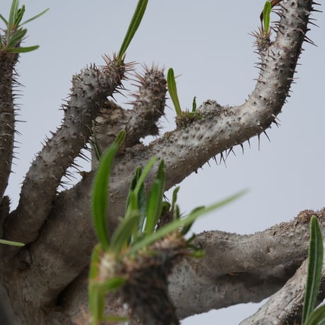 Pachypodium rosulatum var. gracilius 綴化   【発根済み】〈幹幅15.7cm〉