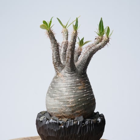 Pachypodium rosulatum var. gracilius × 中川智治   【発根済み】〈幹幅9.8cm〉