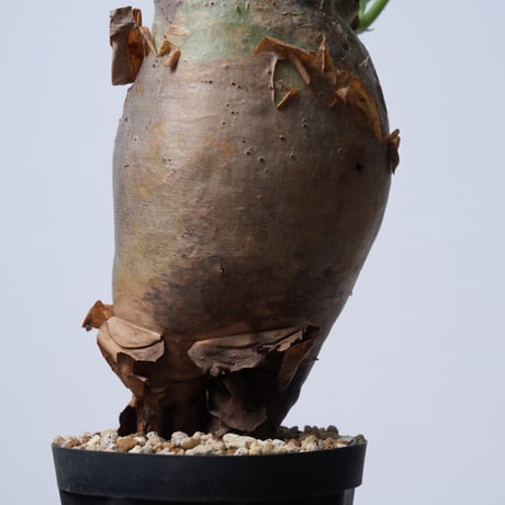 Cyphostemma uter var. macropus【発根済み】（幹幅10.1cm）