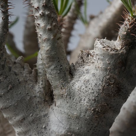Pachypodium rosulatum var. gracilius 綴化   【発根済み】〈幹幅15.7cm〉