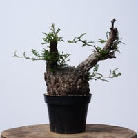 Operculicarya  pachypus 【発根済み】〈幹幅10.7cm〉