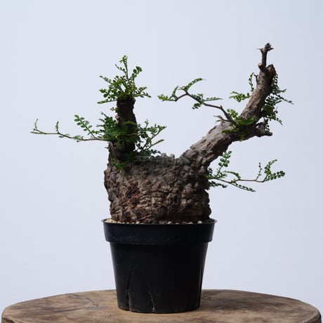 Operculicarya  pachypus 【発根済み】〈幹幅10.7cm〉