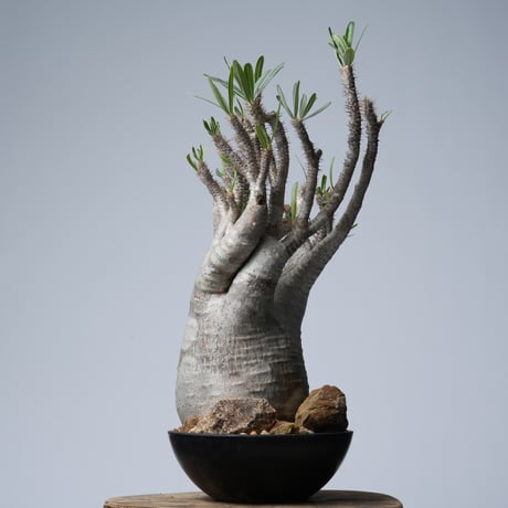 Pachypodium rosulatum var. gracilius 綴化   【発根済み】〈幹幅15.7cm〉