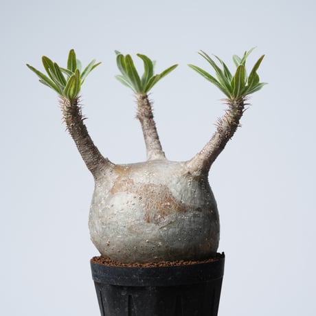 Pachypodium rosulatum var. gracilius   【発根済み】〈幹幅8.6cm〉