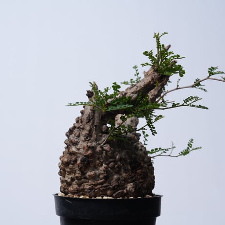 Operculicarya  pachypus 【発根済み】〈幹幅10.7cm〉
