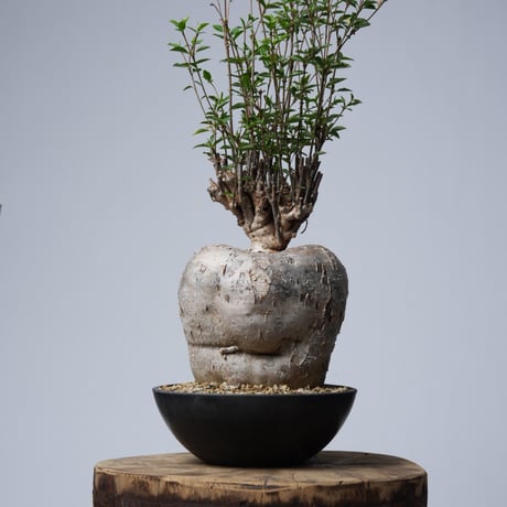 Euphorbia mahabobokensis【発根済み】〈幹幅17.1cm〉