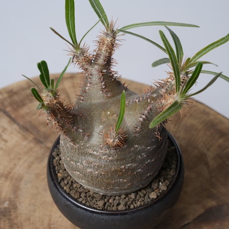 Pachypodium rosulatum var. gracilius × 中川智治   【発根済み】〈幹幅6.9cm〉