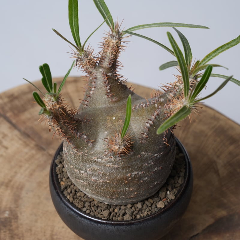 Pachypodium rosulatum var. gracilius × 中川智治 【