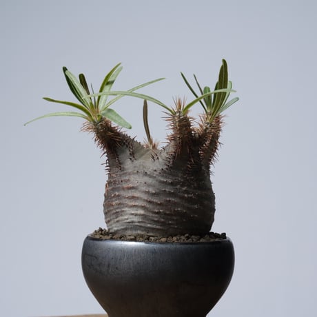 Pachypodium rosulatum var. gracilius × 中川智治   【発根済み】〈幹幅6.9cm〉