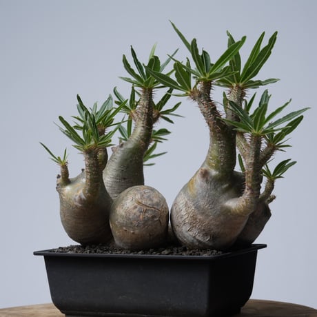 Pachypodium rosulatum var. gracilius 【発根済み】