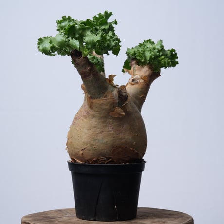 Cyphostemma uter var. macropus【発根済み】（幹幅15.2cm）