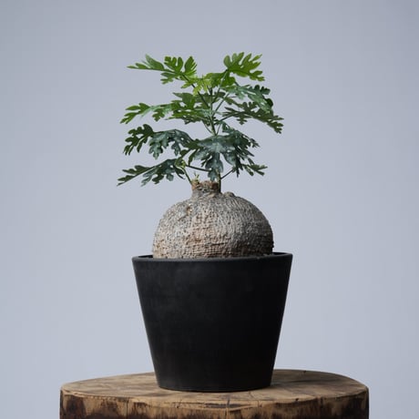 Adenia metamorpha【発根済み】〈幹幅13.2cm〉