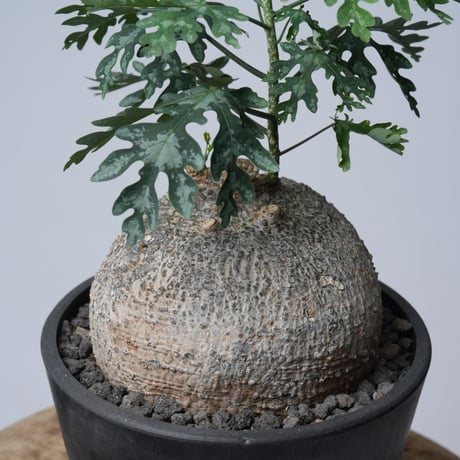 Adenia metamorpha【発根済み】〈幹幅13.2cm〉