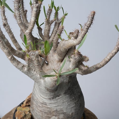 Pachypodium rosulatum var. gracilius 綴化   【発根済み】〈幹幅15.7cm〉