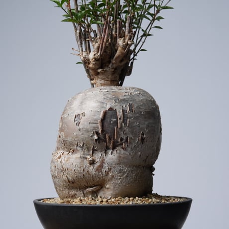 Euphorbia mahabobokensis【発根済み】〈幹幅17.1cm〉