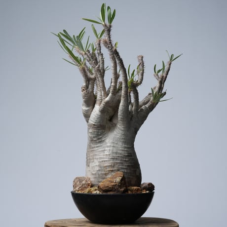 Pachypodium rosulatum var. gracilius 綴化   【発根済み】〈幹幅15.7cm〉