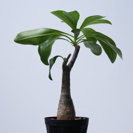 Pachypodium decaryi  【実生】〈幹幅3.7cm〉