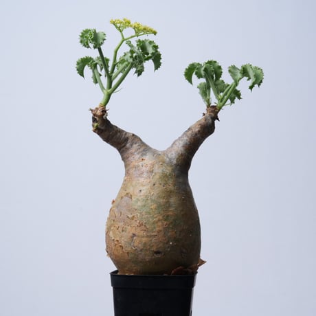 Cyphostemma uter var. macropus【発根済み】（幹幅11.7cm）