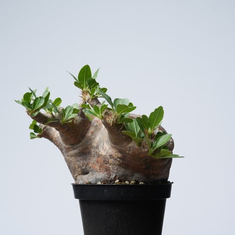 Pachypodium makayense【発根済み】〈幹幅12.9cm〉