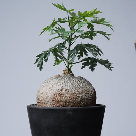 Adenia metamorpha【発根済み】〈幹幅13.2cm〉