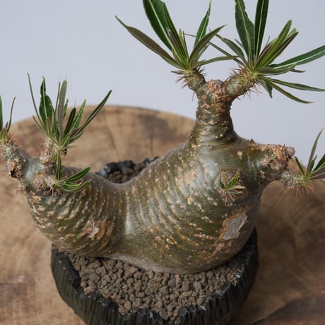 Pachypodium rosulatum var. gracilius × 中川智治   【発根済み】〈幹幅11.2cm〉