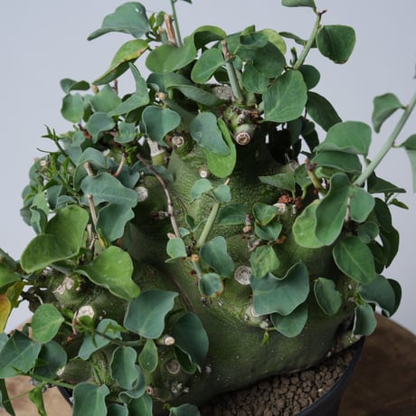 Adenia spinosa 〈幹幅15.4cm〉【発根済み】