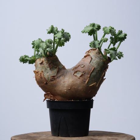Cyphostemma uter var. macropus【発根済み】（幹幅19.1cm）