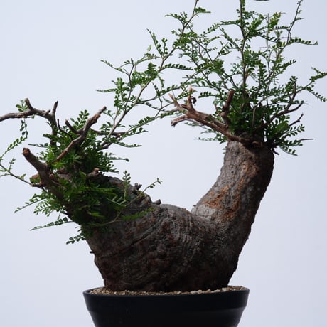 Operculicarya  pachypus 【発根済み】〈幹幅22.5cm〉