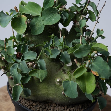 Adenia spinosa 〈幹幅15.4cm〉【発根済み】