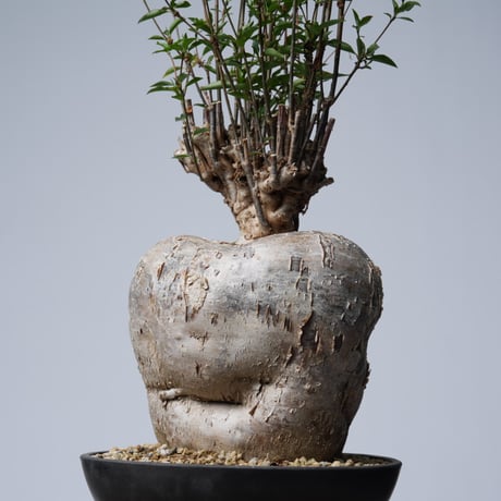 Euphorbia mahabobokensis【発根済み】〈幹幅17.1cm〉
