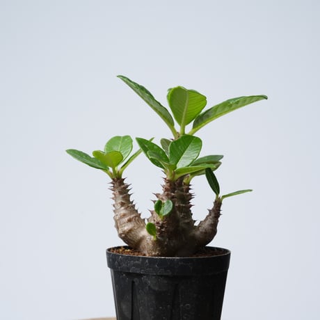 Pachypodium baronii var.windsorii 実生【発根済み】〈幹幅6.1cm〉