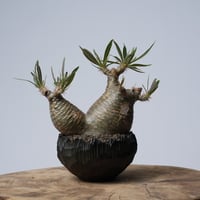 Pachypodium rosulatum var. gracilius × 中川智治   【発根済み】〈幹幅11.2cm〉