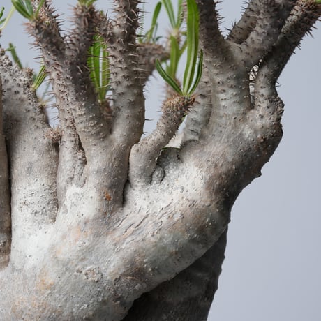 Pachypodium rosulatum var. gracilius 綴化   【発根済み】〈幹幅15.7cm〉