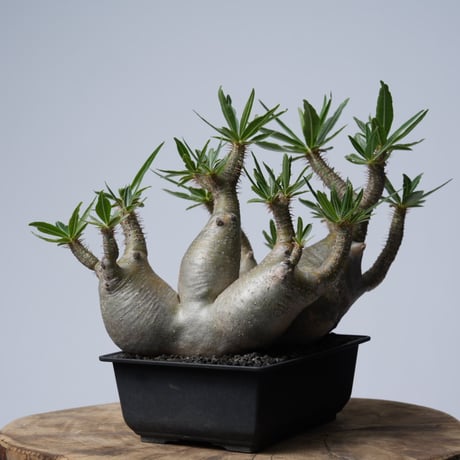 Pachypodium rosulatum var. gracilius 【発根済み】