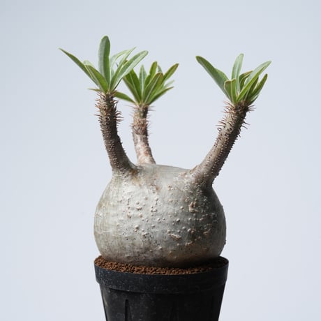 Pachypodium rosulatum var. gracilius   【発根済み】〈幹幅8.6cm〉