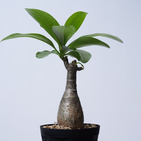 Pachypodium decaryi  【実生】〈幹幅4.6cm〉