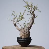 Operculicarya  pachypus 【発根済み】× 中川智治   〈幹幅8.2cm〉