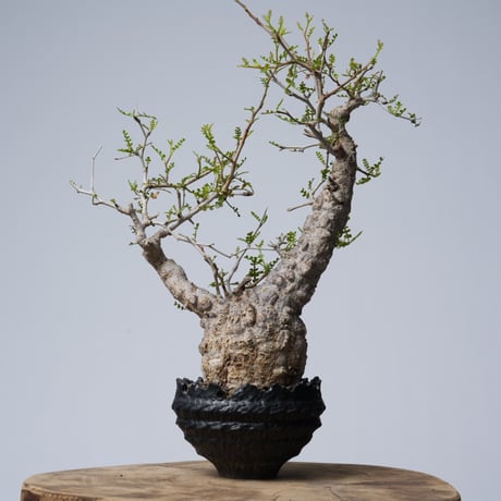 Operculicarya  pachypus 【発根済み】× 中川智治   〈幹幅8.2cm〉