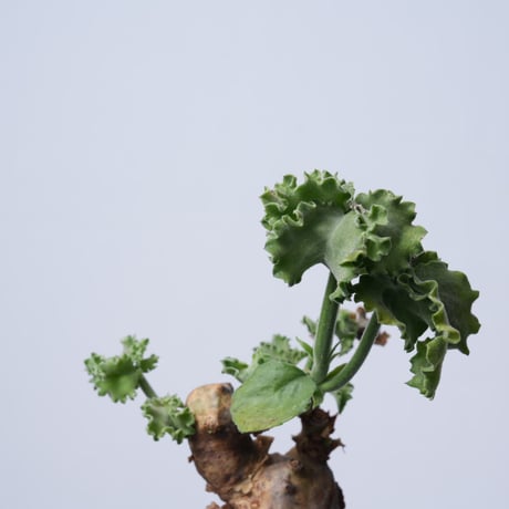 Cyphostemma uter var. macropus【発根済み】（幹幅11.2cm）