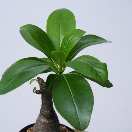 Pachypodium decaryi  【実生】〈幹幅4.6cm〉