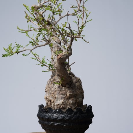 Operculicarya  pachypus 【発根済み】× 中川智治   〈幹幅8.2cm〉